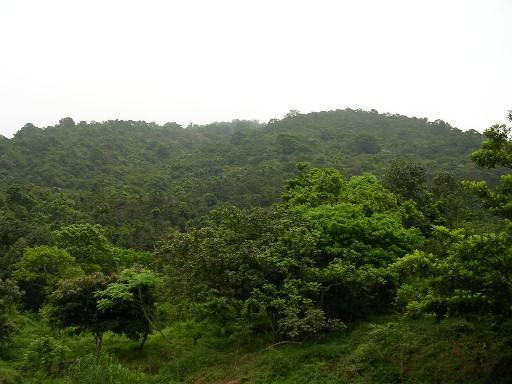 廣東梧桐山國家森林公園