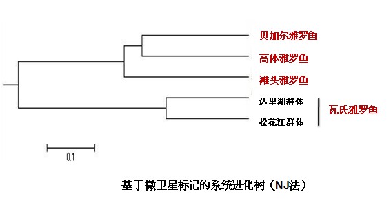 進化樹