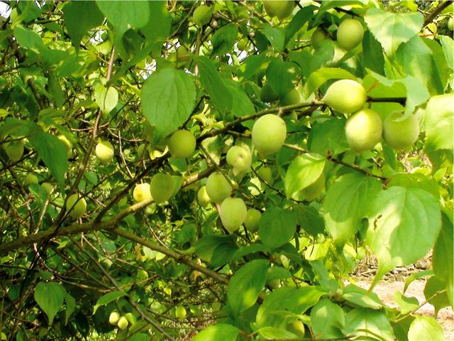 陳平鎮酸梅