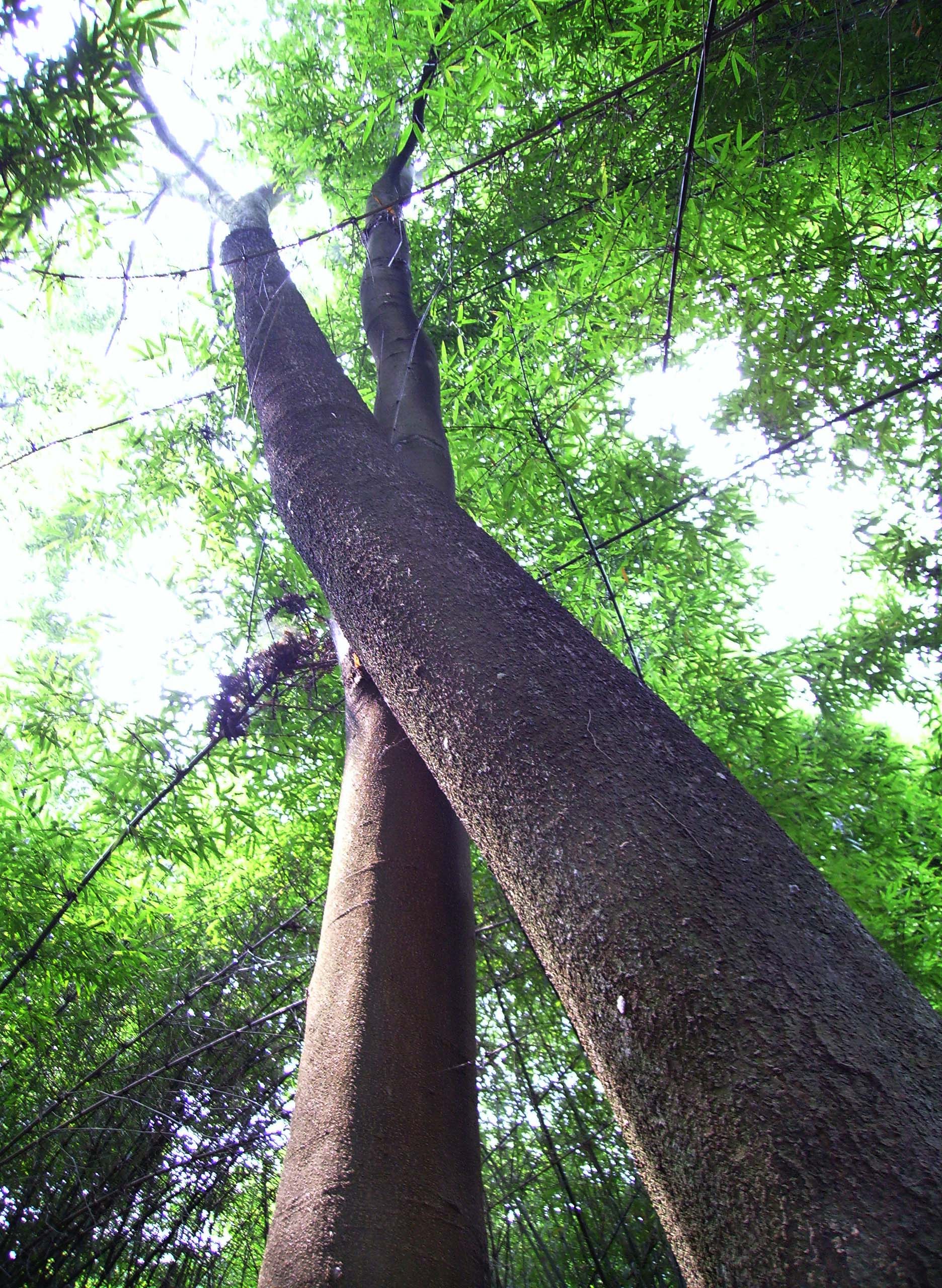 愛情樹(竹王園的愛情樹)