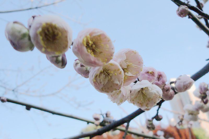 梅花安農大別角晚水