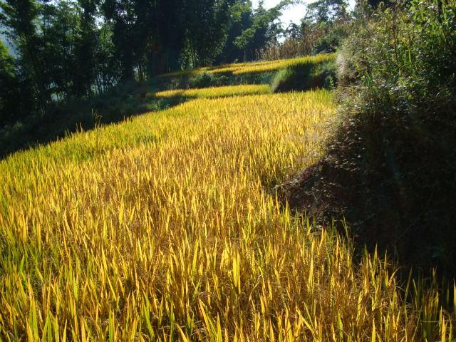 村中田園