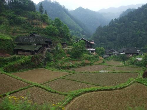 渠江茶園