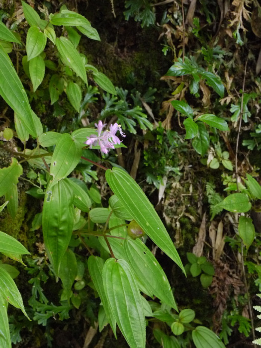 異藥花