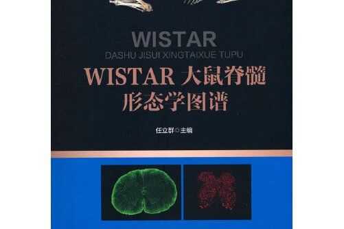 wistar大鼠的脊髓形態學圖譜