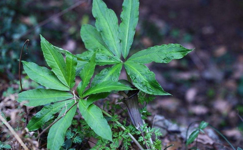 一把傘南星