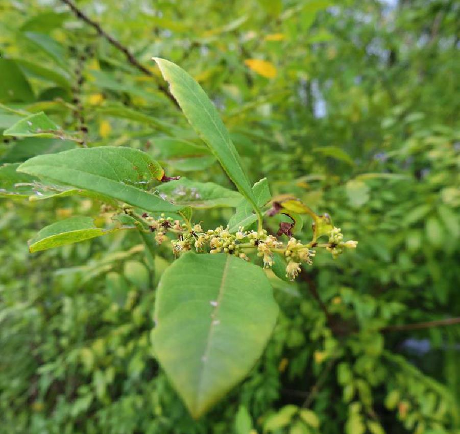 白飯樹屬