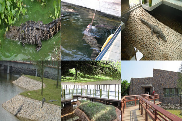 長沙生態動物園鱷魚館