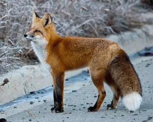 紅褐色赤狐-095