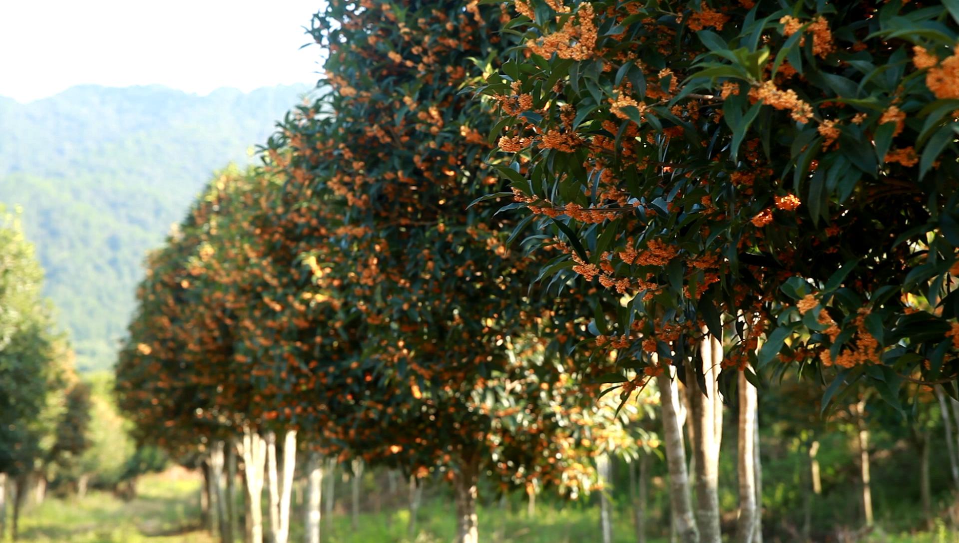 中華桂花文化園