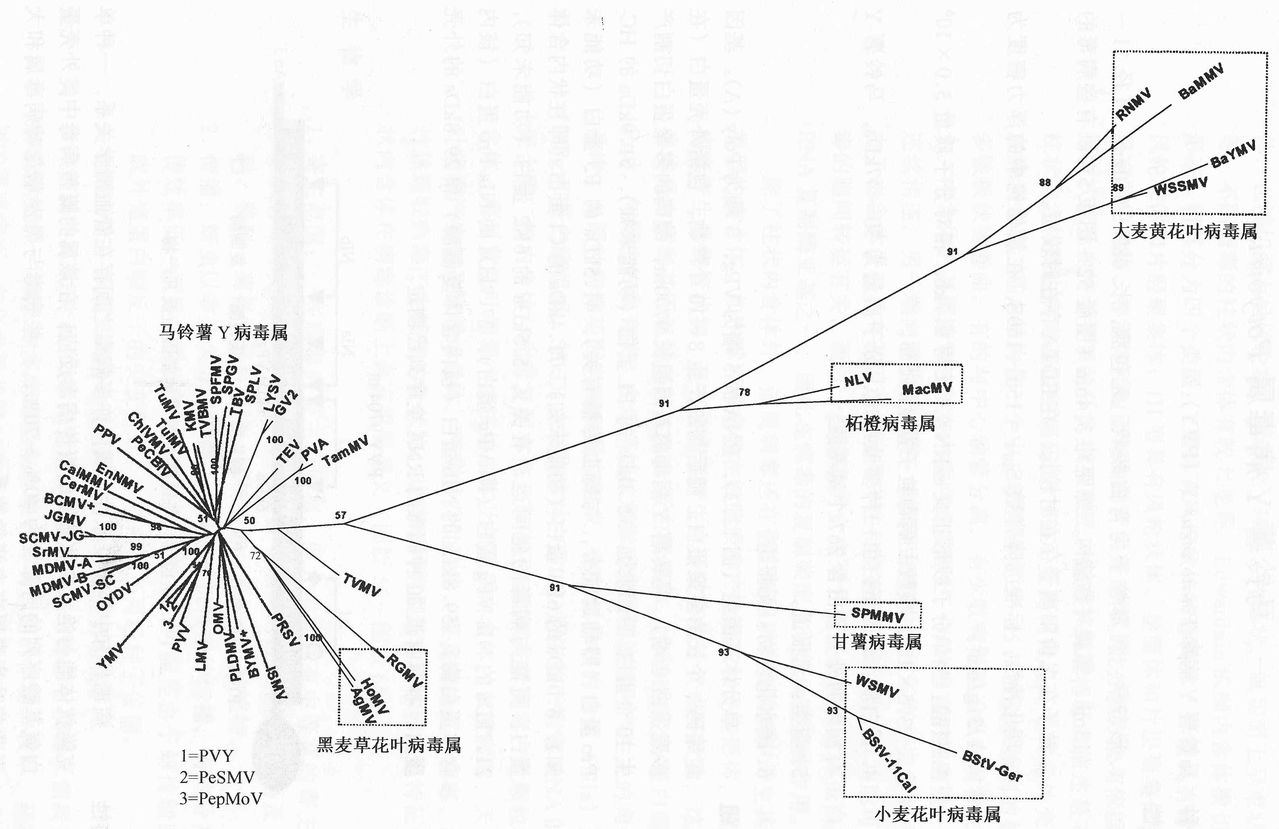 馬鈴薯Y病毒科的系統發育樹