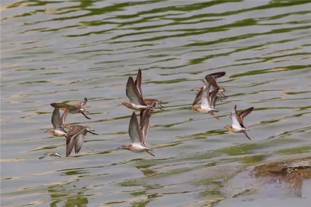 沙灣千泉湖國家濕地公園