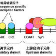 組蛋白基因