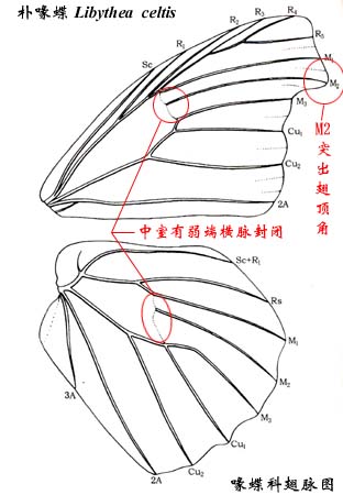 喙蝶科