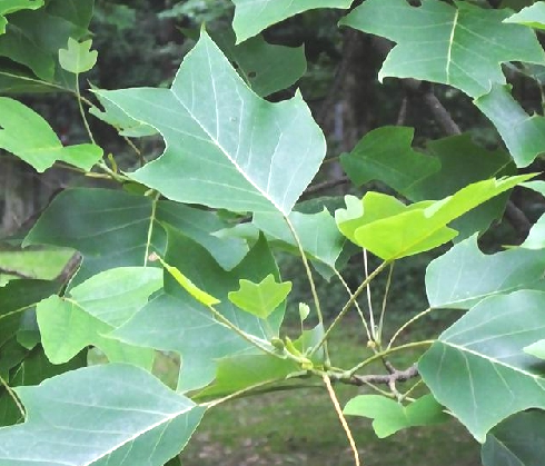 鵝掌楸根