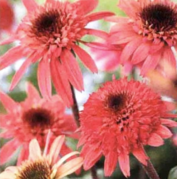 松果菊(Echinacea purpurea)