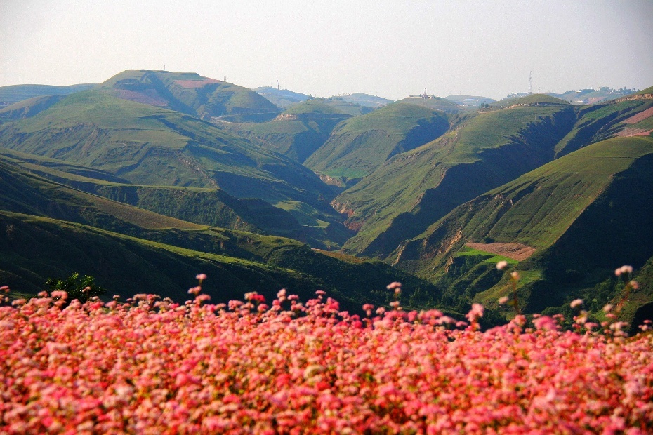 靖邊蕎麥