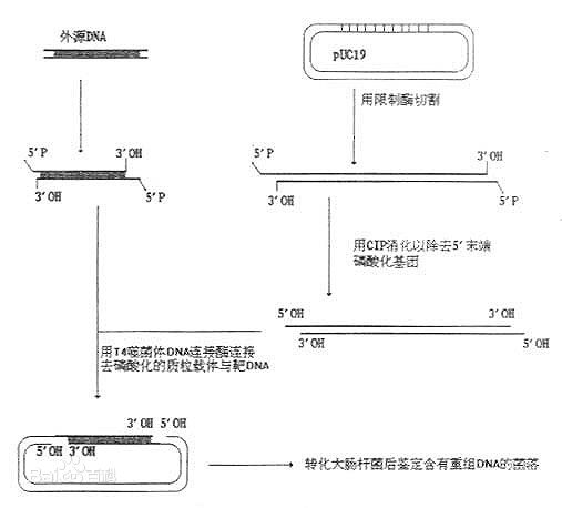 外源DNA