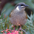 吸蜜鳥(honeyeater)