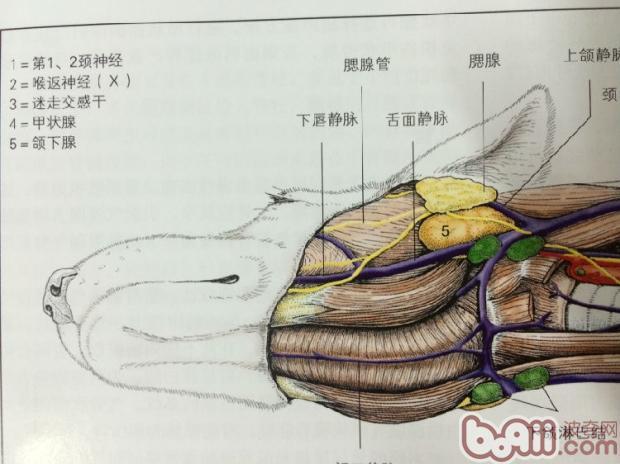 舌下腺及囊腫摘除術