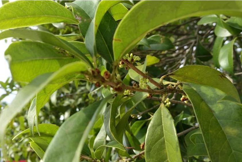 桂花黃山學院8號