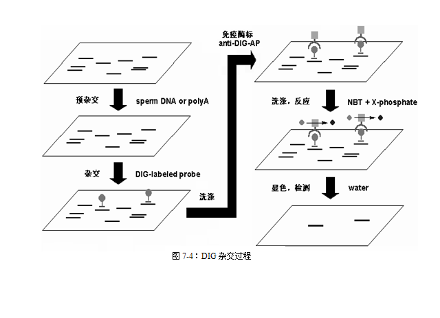 DNA分子雜交