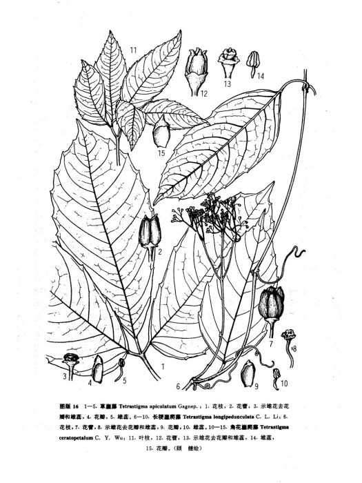 角花崖爬藤