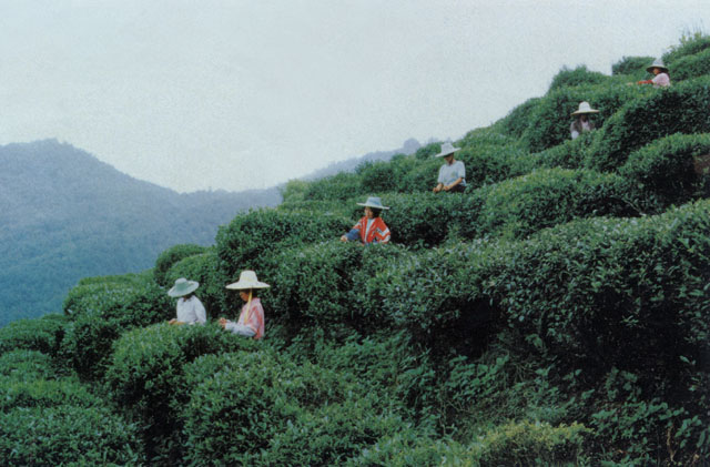 三堰淌村