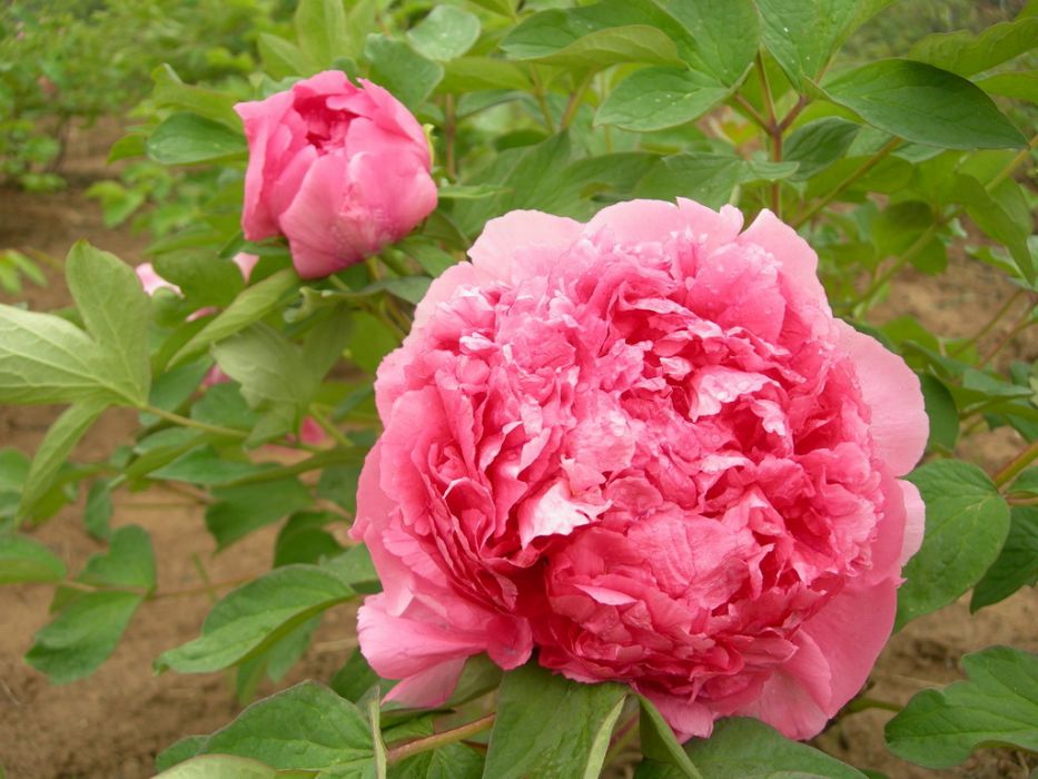 富貴紅(芍藥屬牡丹栽培品種)