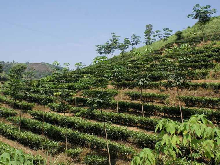 橡膠與茶葉混植