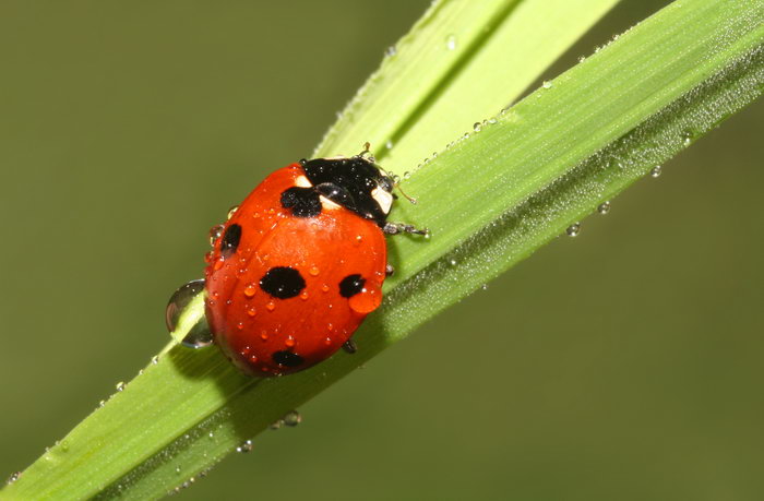 蟲豸(樹生動物)