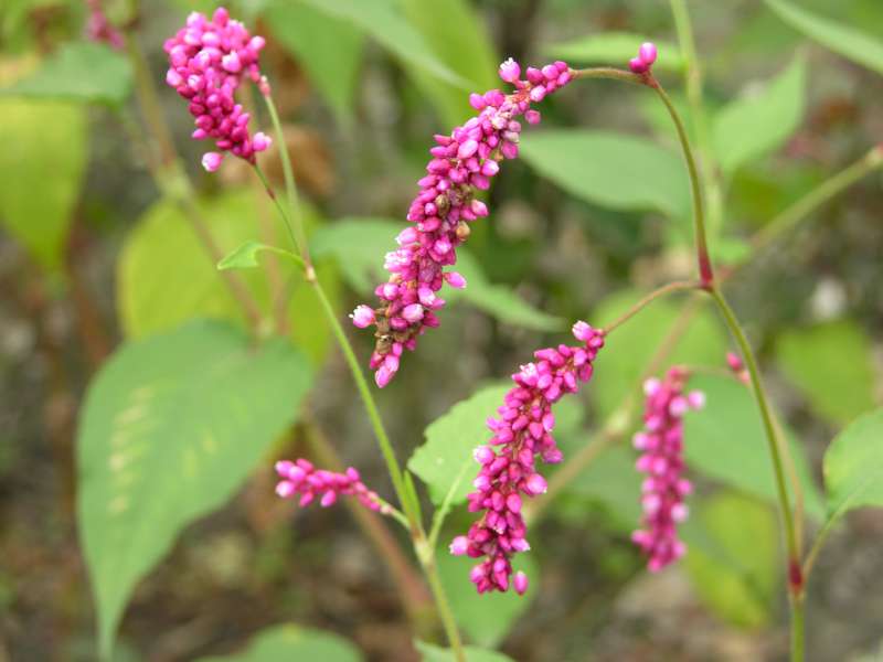 葒草根(葒草根)