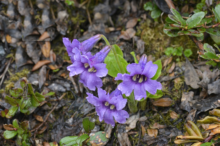 西藏獨花報春正面