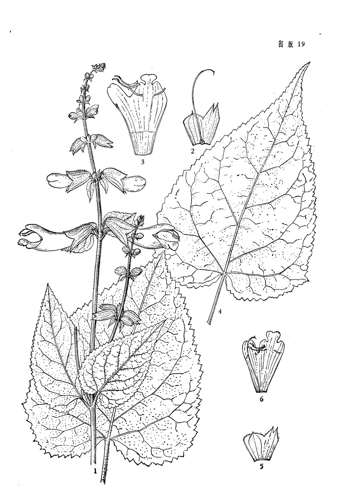 山藿香(鼠尾草屬植物犬形鼠尾草異名)