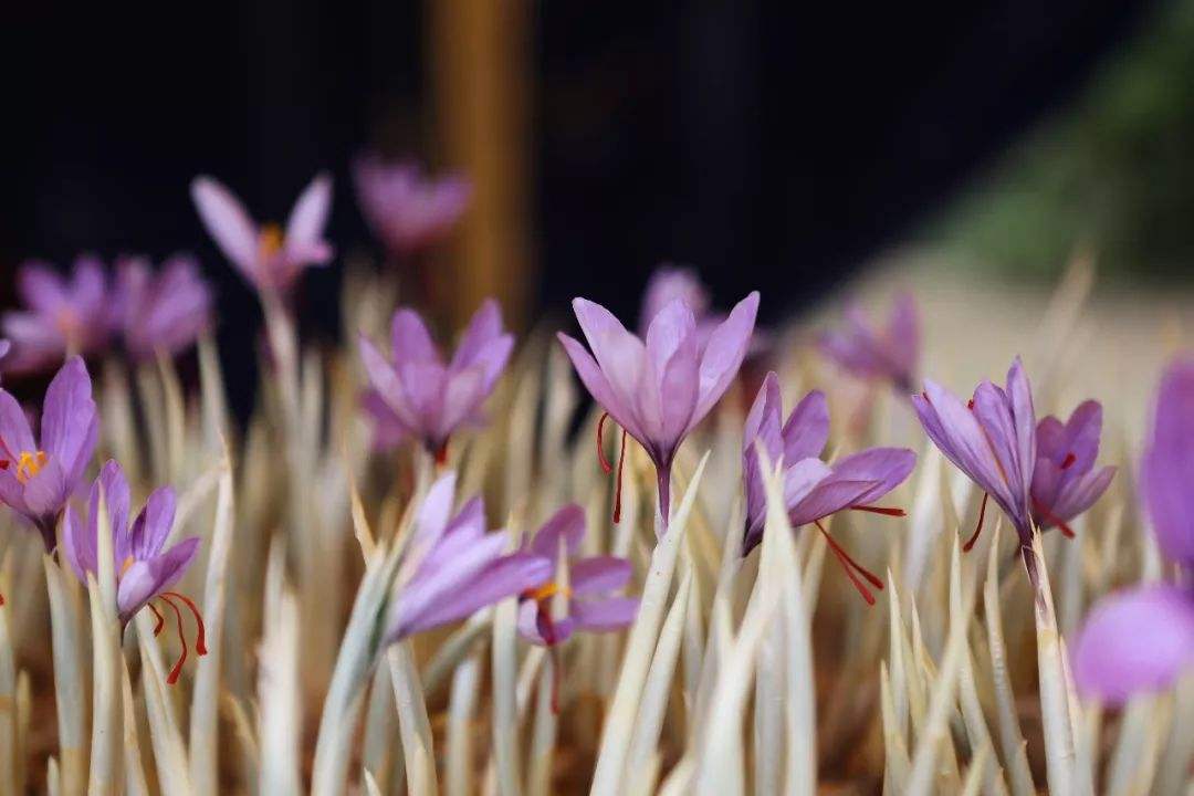 建德西紅花