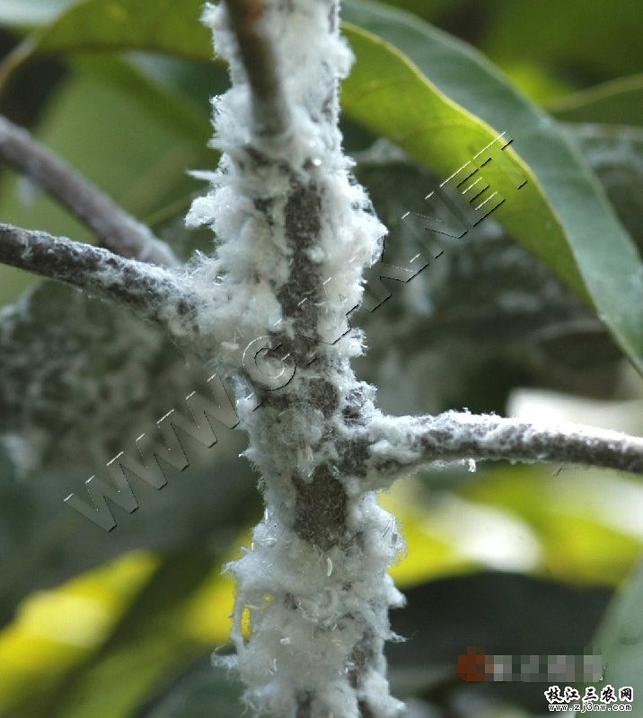 堆蠟粉蚧在樹枝處危害