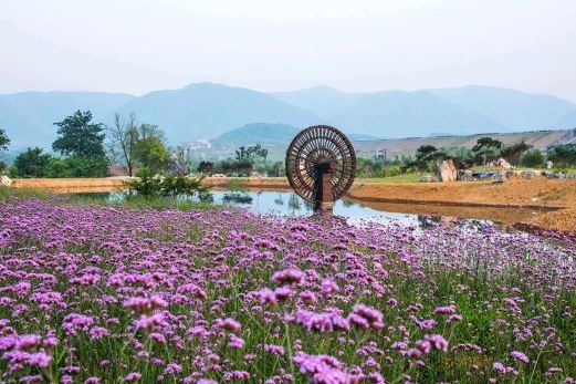 紫海薰衣草莊園