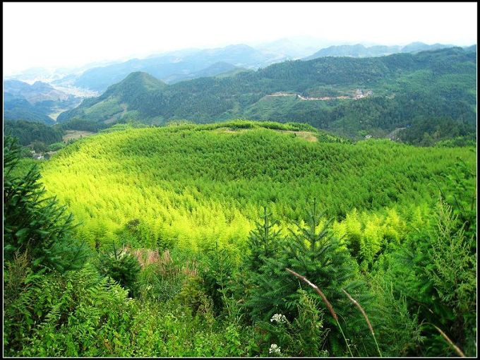 峻岳如林輝晚照，修竹似海秀金州。