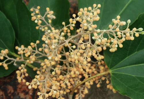 雞爪子(鼠李目鼠李科植物)