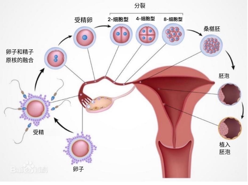 月經(例假（生理周期）)