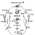 接合子梗