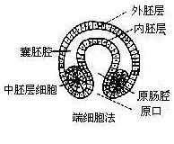 端細胞法