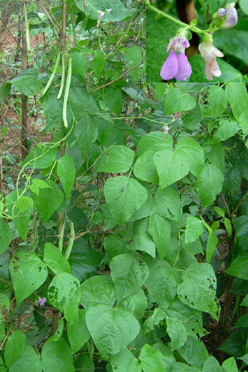 尖萼刀豆