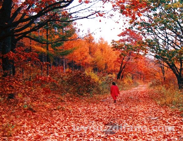 黑龍江五頂山國家森林公園