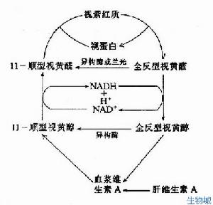 模型