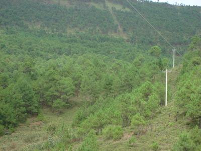 青甸灣村生態山林