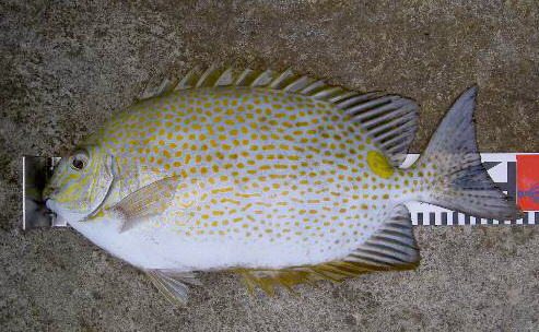 點斑藍子魚