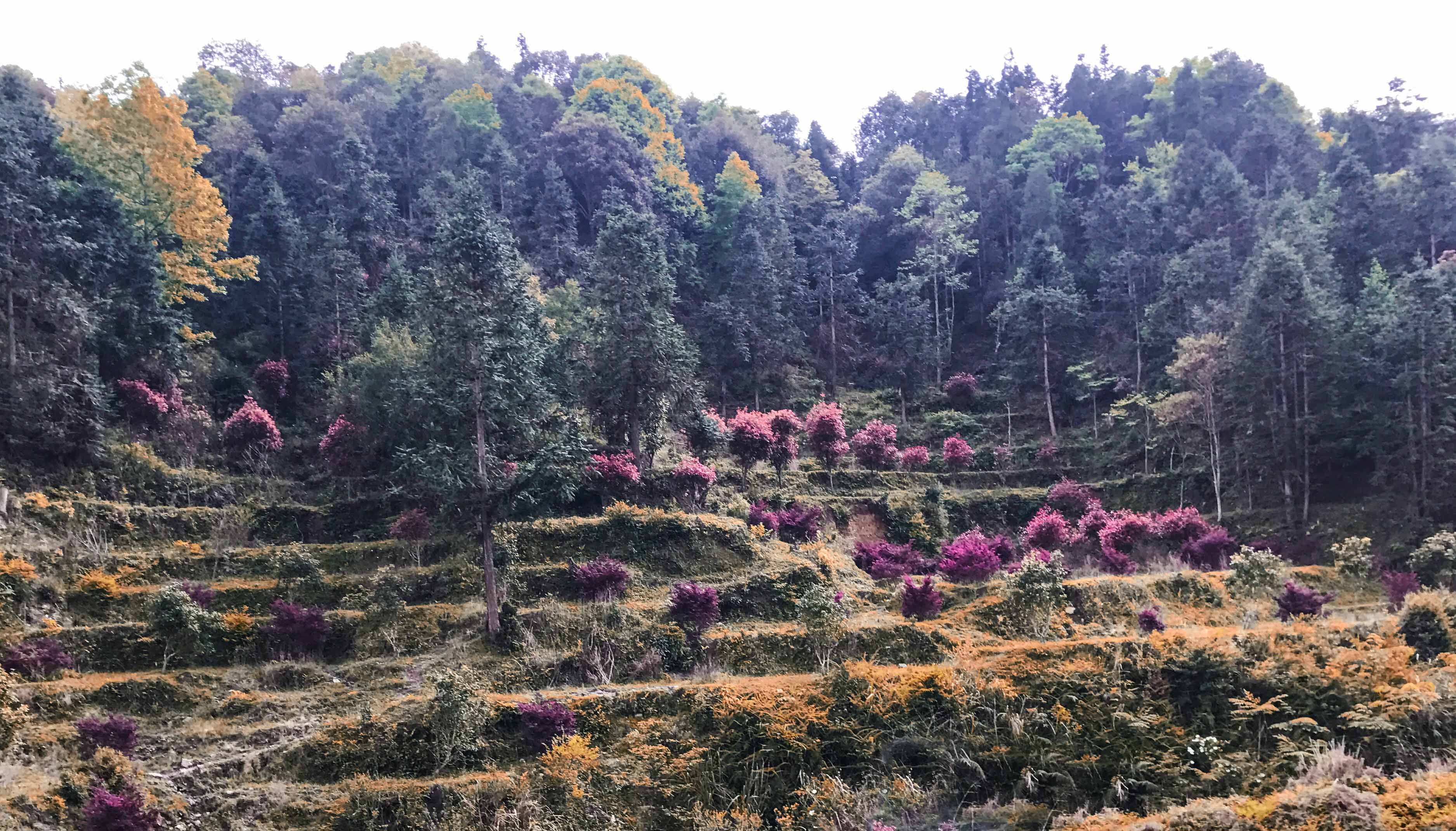 仙遊山