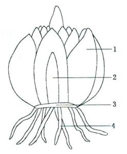 百合鱗莖