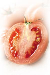 西紅柿中含有沙門氏菌